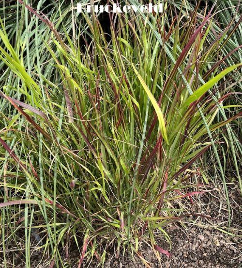 Panicum virgatum 'Shenandoah'