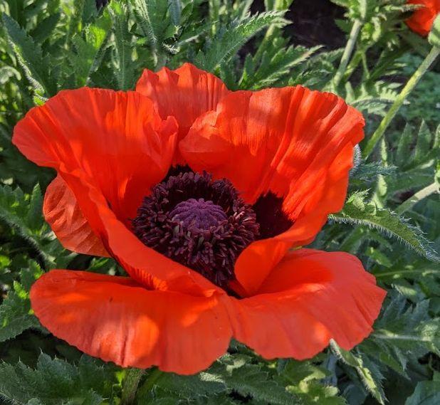 Papaver orientale 'Allegro'