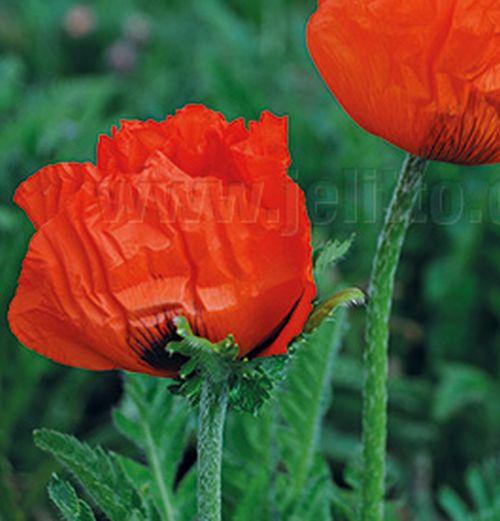 Papaver orientale 'Allegro'