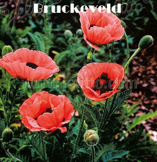 Papaver orientale 'Pr. Victoria Louise'