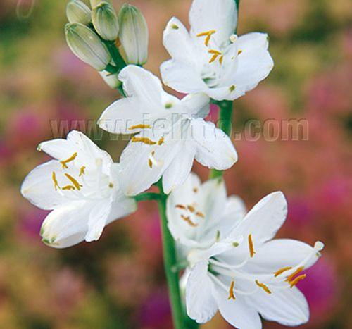 Paradisea lusitanica