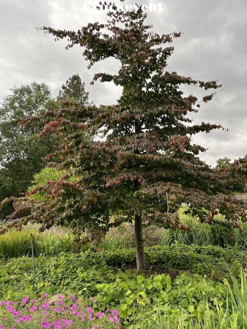Parrotia persica