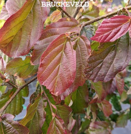 Parrotia persica 'Bella'