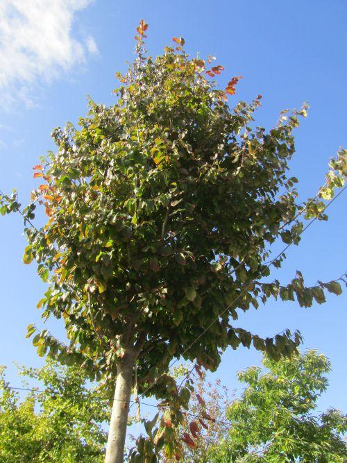 Parrotia persica 'Vanessa'
