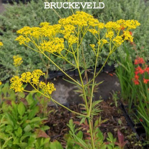 Patrina scabiosifolia