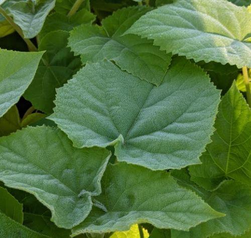 Paulownia tomentosa