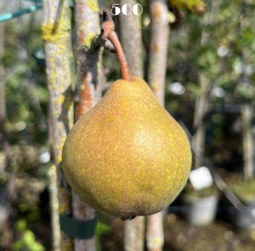 Peer  leivorm Bon Cretien William