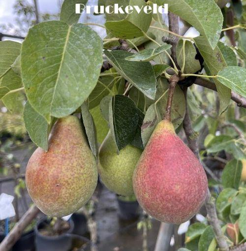 PEER Clapp's Favourite