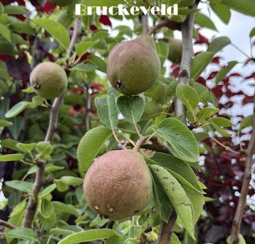 PEER Bon Cretien  Williams