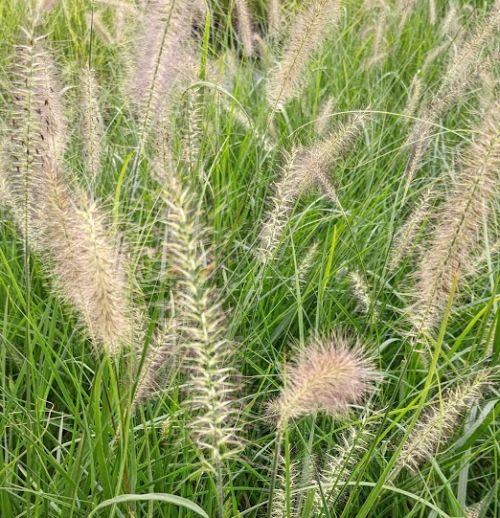 Pennisetum alo. 'Reborn'