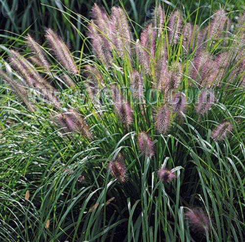 Pennisetum alo. 'Reborn'