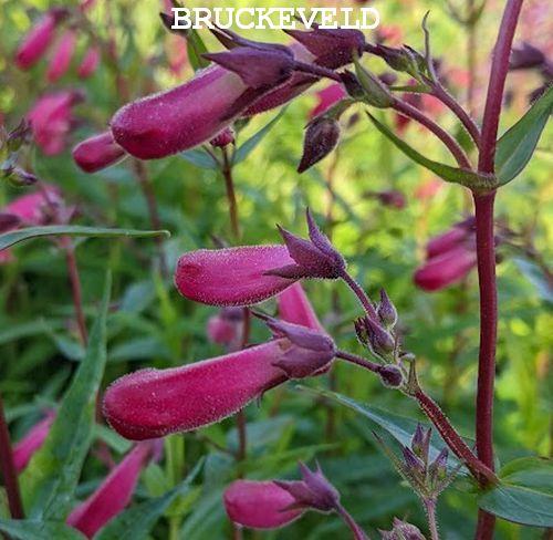 Penstemon 'Andenken an F.Hahn' (Garnet)