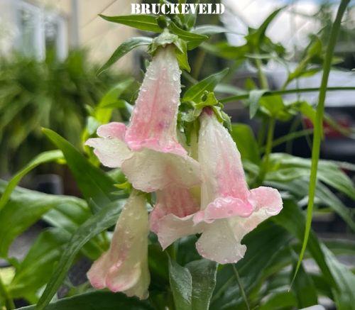 Penstemon 'Apple Blossom'