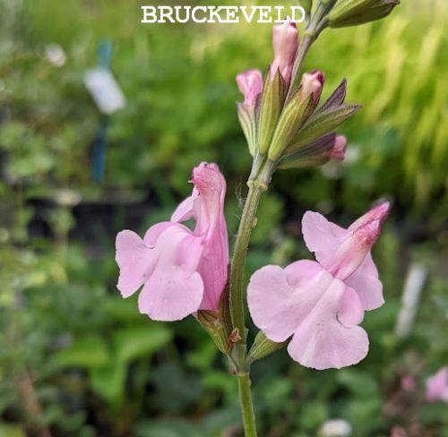 Penstemon 'Apple Blossom'