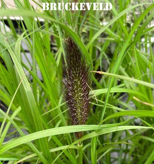 Pennisetum alo. 'Black Beauty'