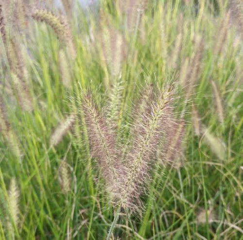 Pennisetum alo. 'Cassian'