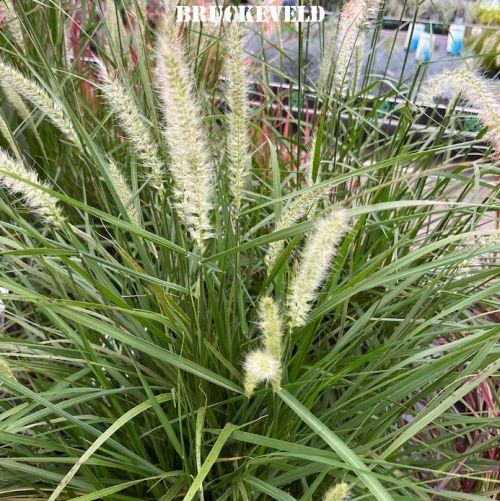 Pennisetum orientale 'Fairy Tails'