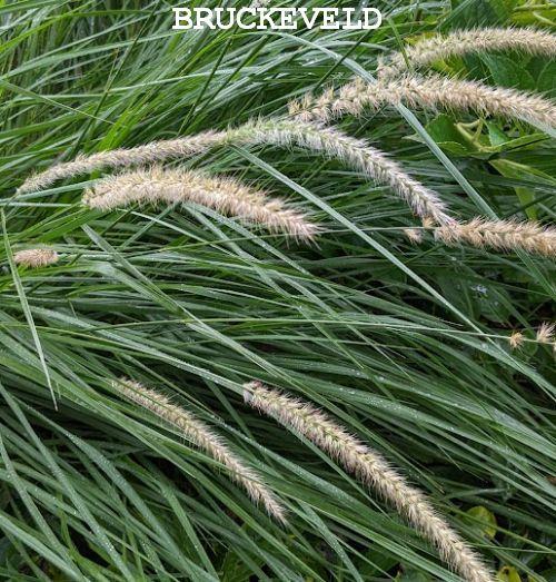 Pennisetum orientale 'Fairy Tails'