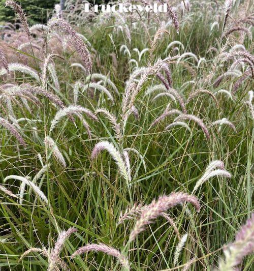 Pennisetum orientale 'Fairy Tails'