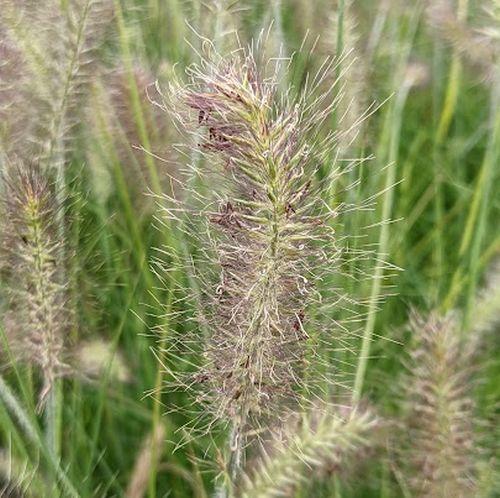 Pennisetum alo. 'Hameln'
