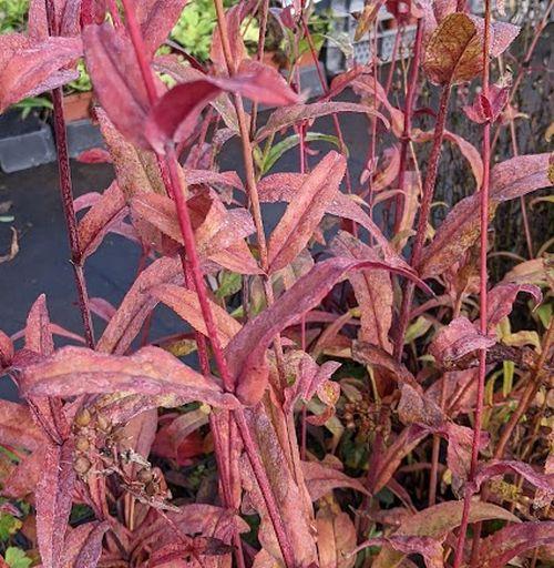 Penstemon digitalis 'Huskers Red'