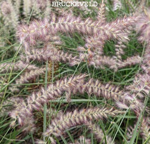 Pennisetum orientale Karley Rose' PBR