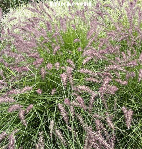 Pennisetum orientale Karley Rose' PBR