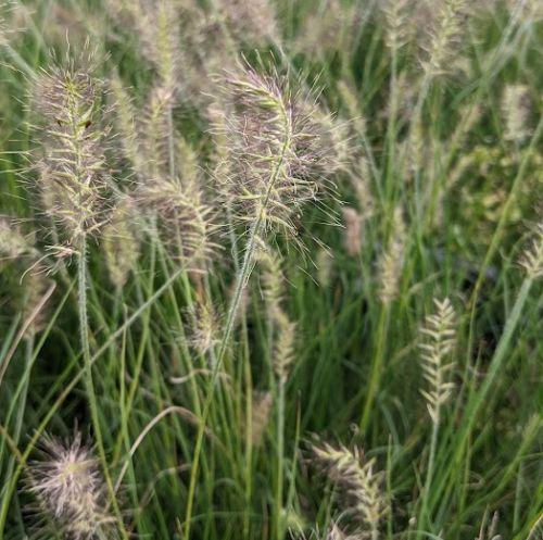Pennisetum alo. 'Tiny Twinkler'