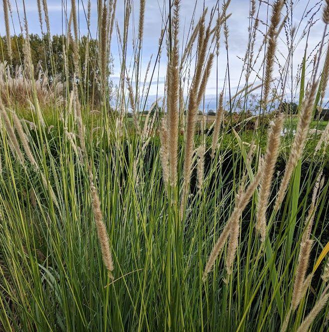 Pennisetum macrourum