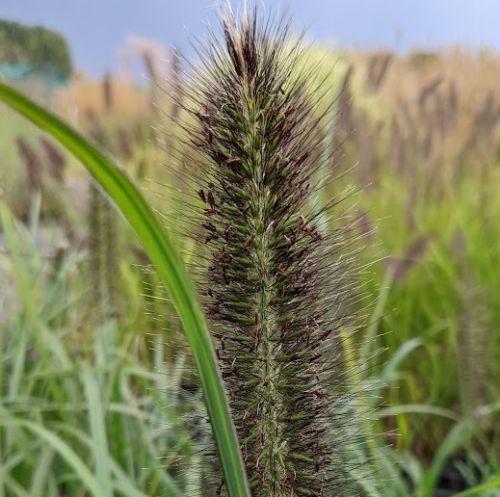 Pennisetum alo. 'Moudry'