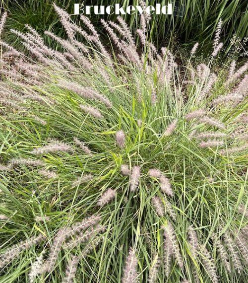 Pennisetum orientale