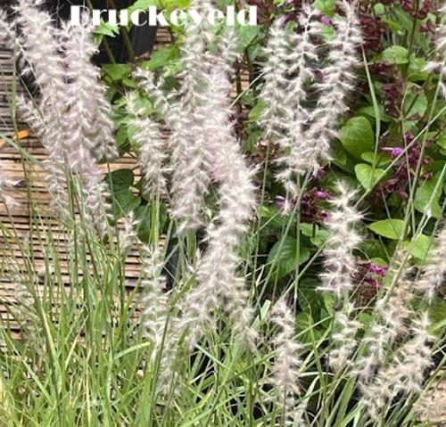 Pennisetum orientale  'White'
