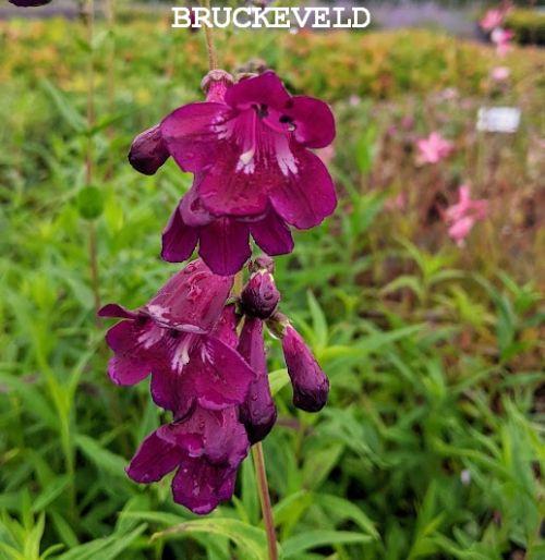 Penstemon 'Raven'