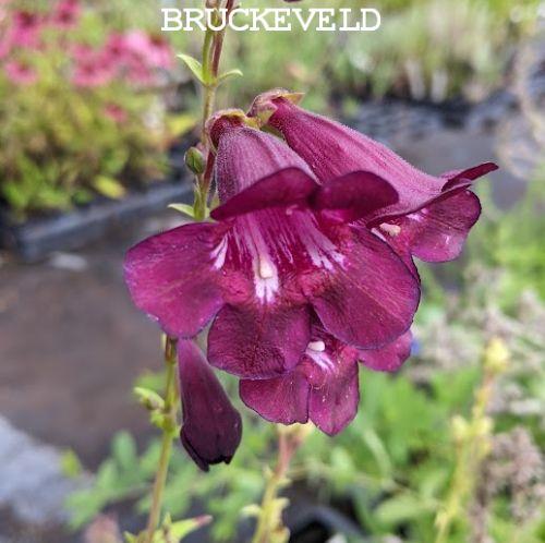 Penstemon 'Raven'