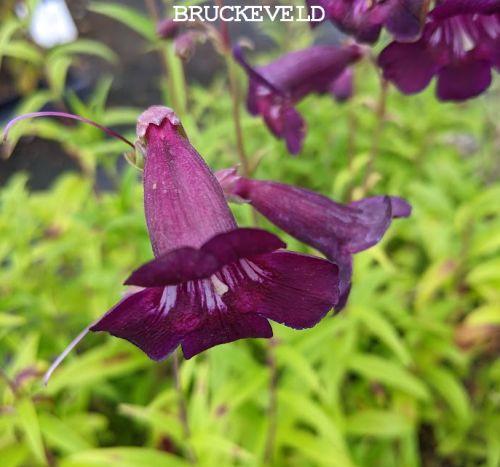 Penstemon 'Raven'
