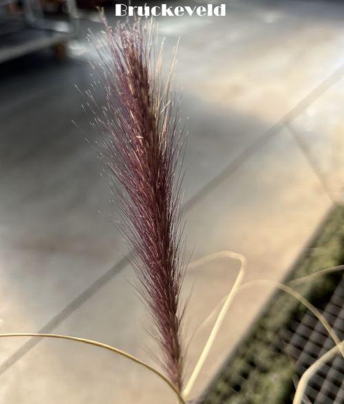 Pennisetum alo. 'Red Head'