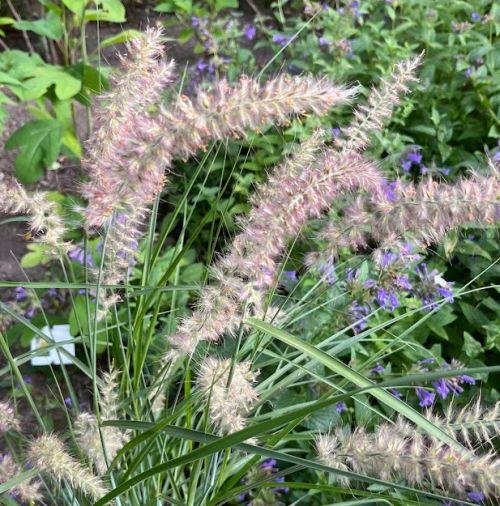 Pennisetum orientale 'Shogun'