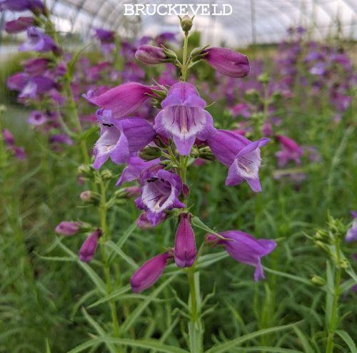 Penstemon 'Sunburst Amethyst'