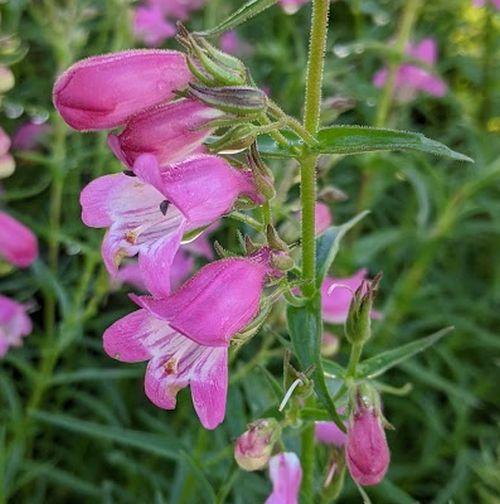 Penstemon 'Sunburst Ruby'
