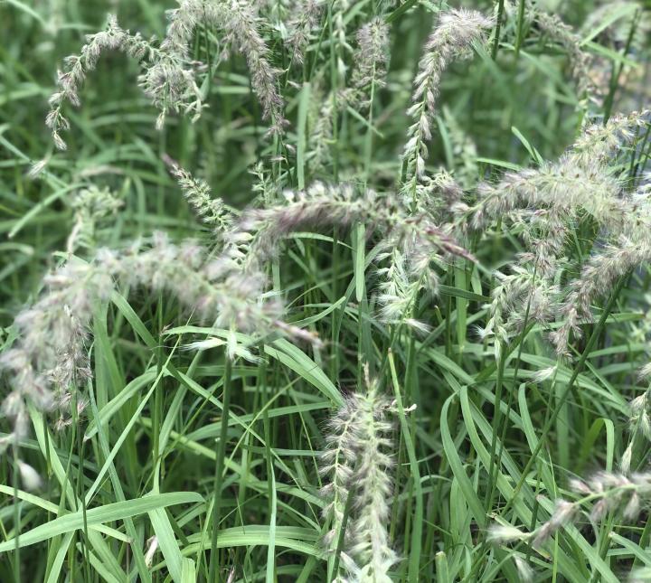 Pennisetum orientale 'Tall Tails'