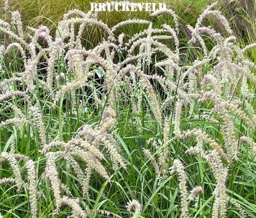 Pennisetum orientale 'Tall Tails'