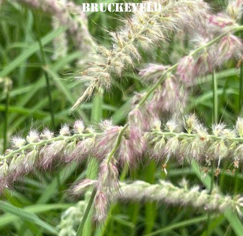 Pennisetum orientale 'Tall Tails'