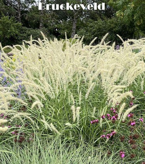 Pennisetum orientale 'Tall Tails'