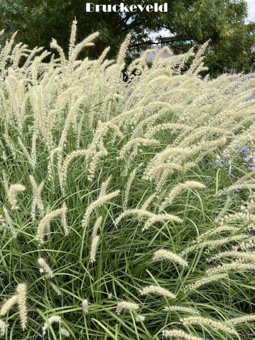 Pennisetum orientale 'Tall Tails'