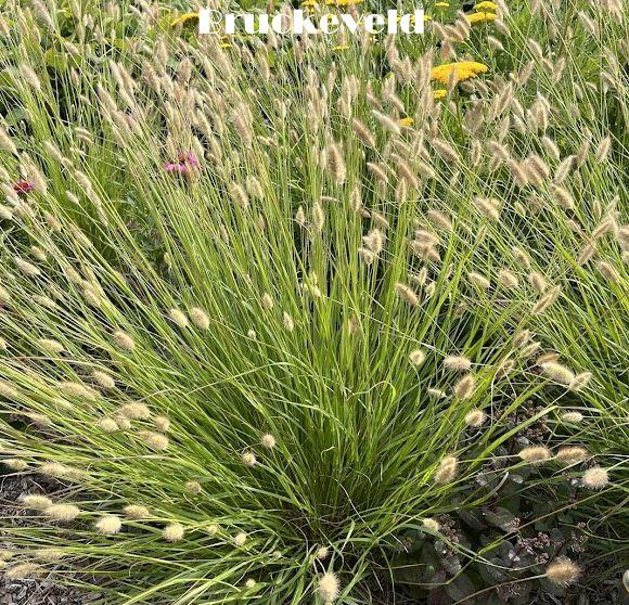 Pennisetum thunbergii 'Red Buttons'