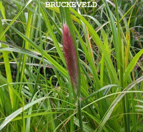 Pennisetum thunbergii 'Red Buttons'