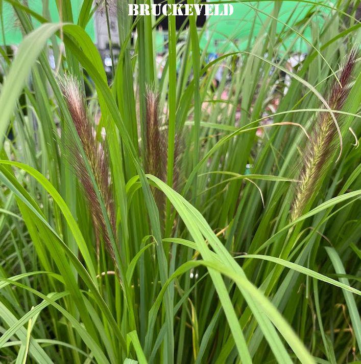 Pennisetum alo. f. viridescens