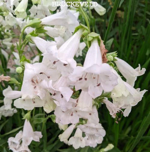 Penstemon 'White Bedder'