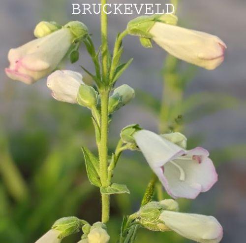 Penstemon 'White Bedder'