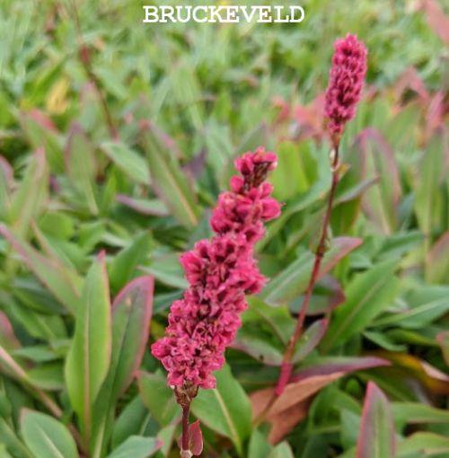 Persicaria affinis 'Superba'